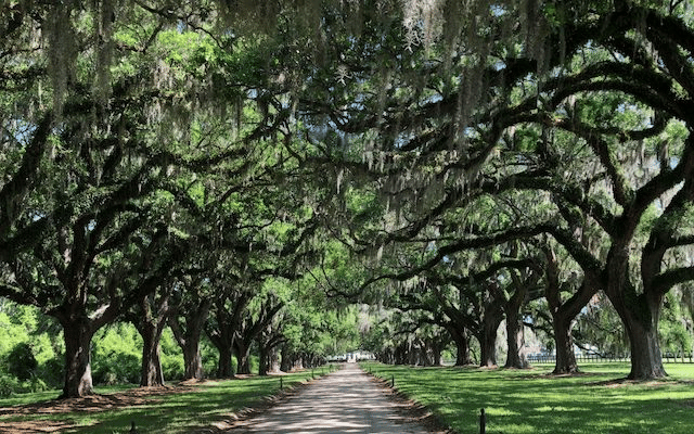  A shot of trees at the Boone Hall Plantation