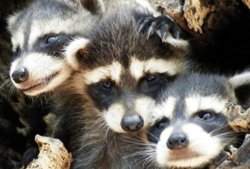 A picture of some racoons 