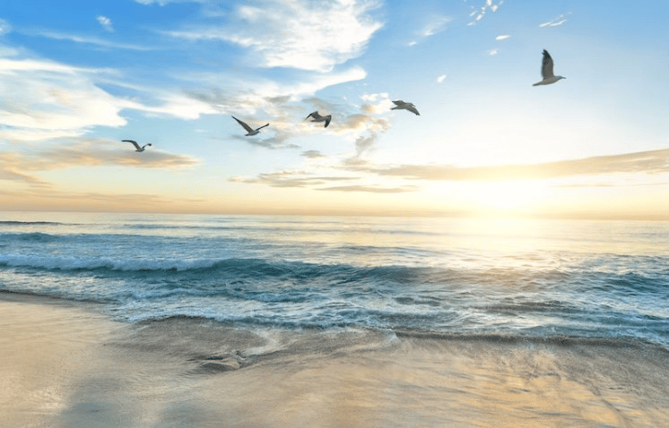 A beach with birds flocking above it 