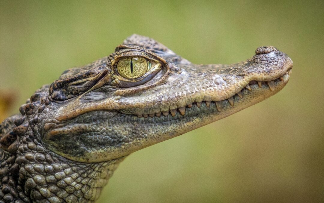 Alligator Adventure: North Myrtle Beach’s Premier Wildlife Experience