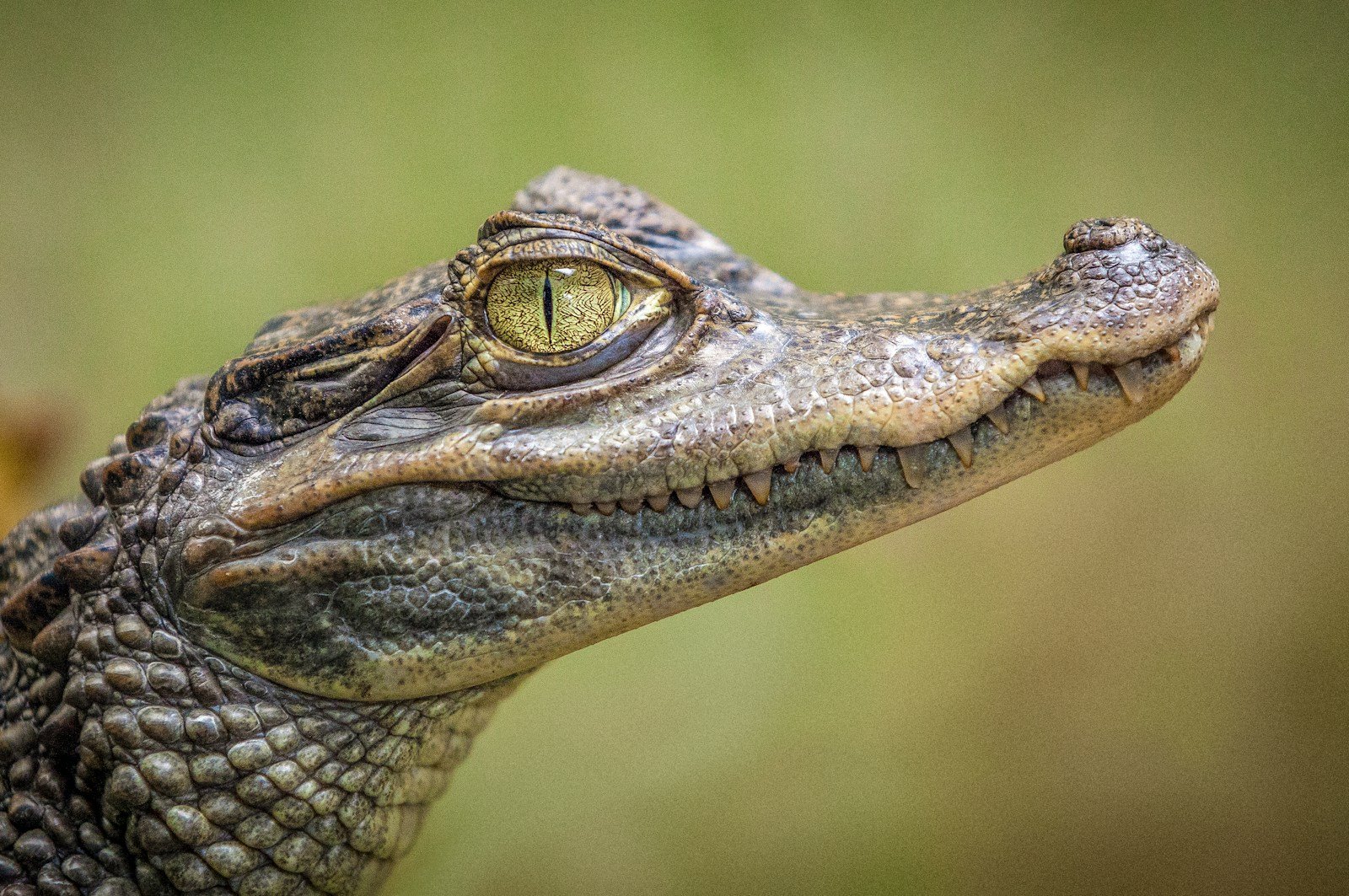 selective focus photography of crocodile alligator adventure