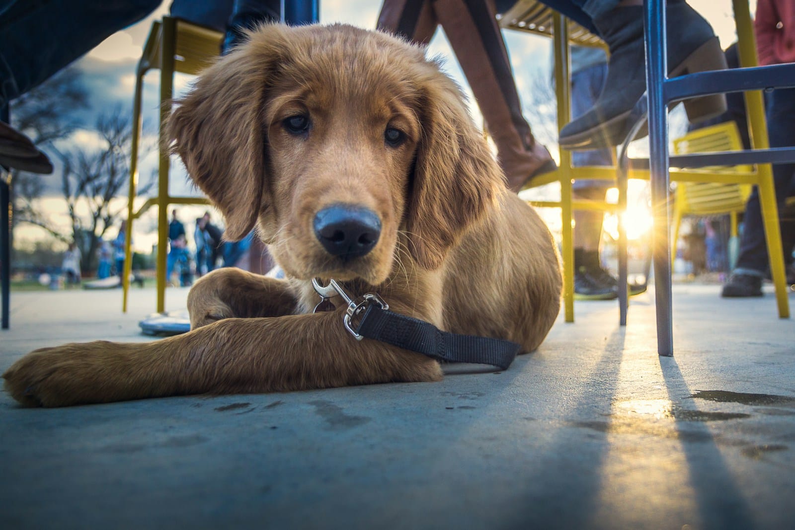 pet friendly restaurants