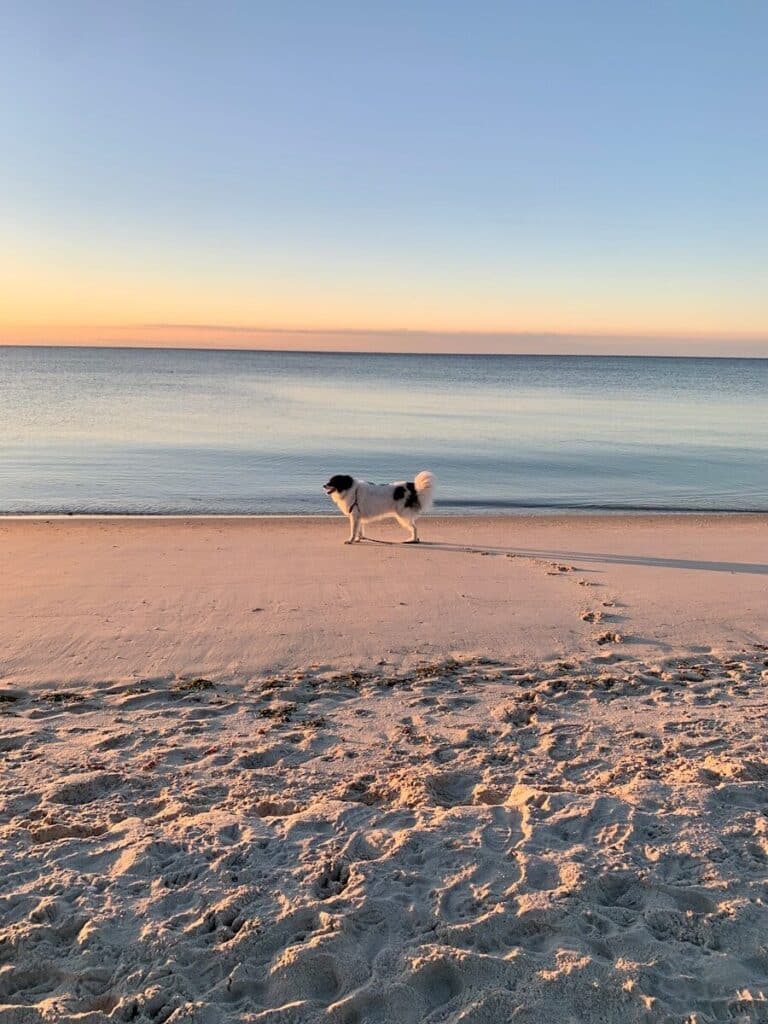 a couple of dogs standing on top of a sandy beach