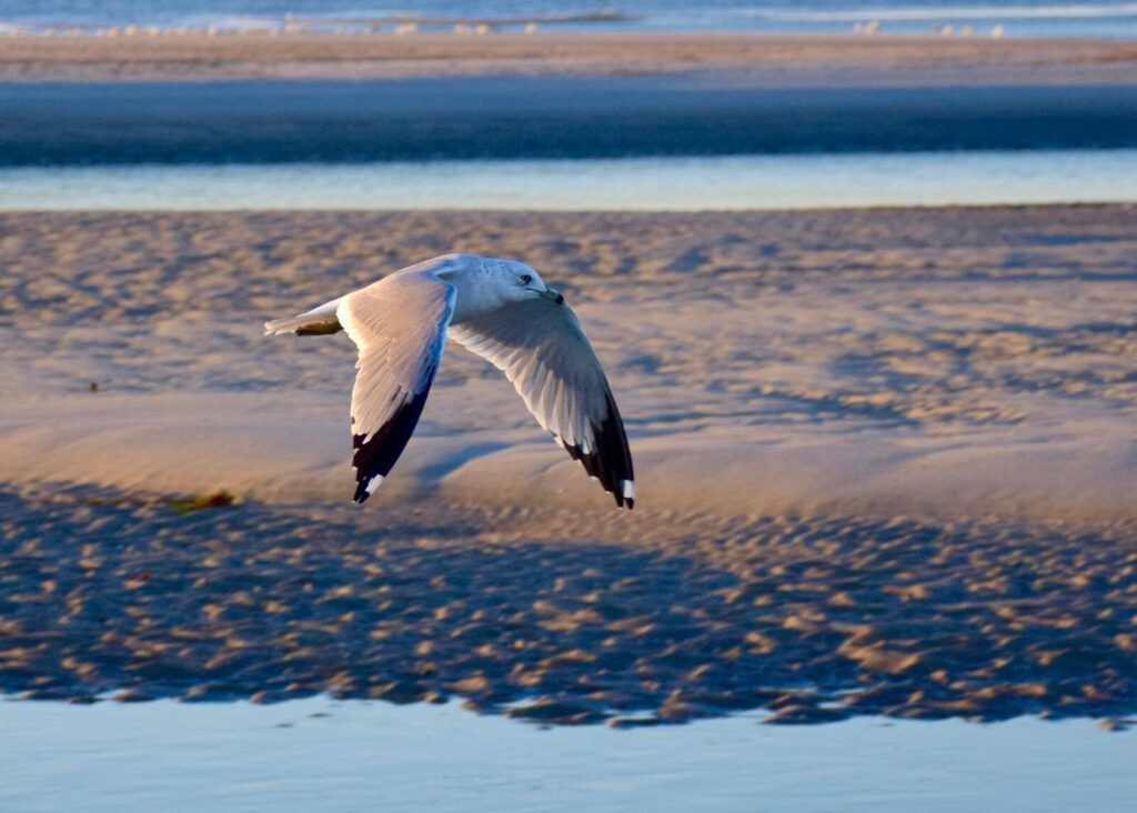 18 Things To Do In Charleston, SC 11 Seagull soaring over the sandy beach at sunset, capturing nature's beauty in Myrtle Beach.