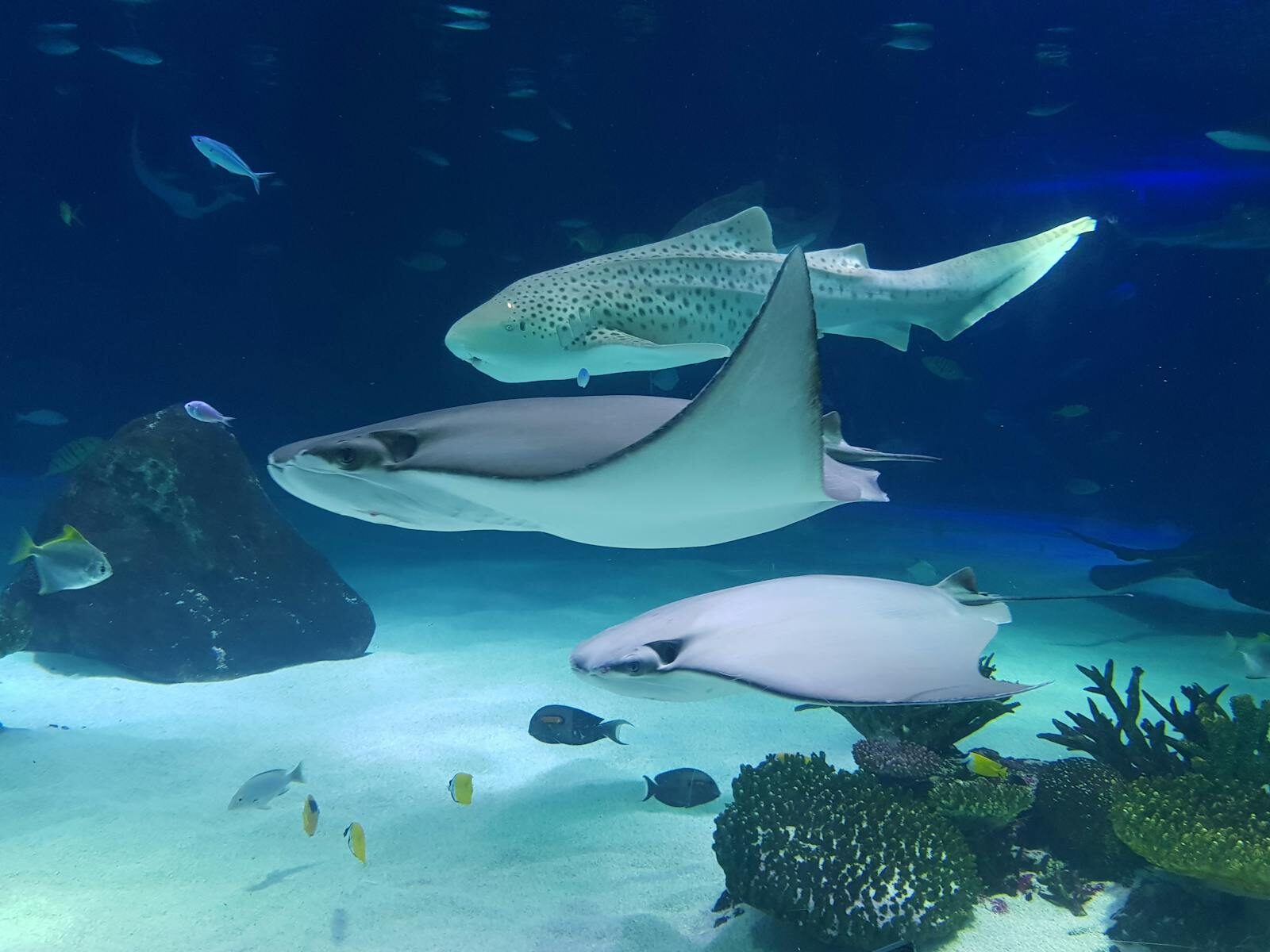 Photo by 희정 김 A captivating view of zebra shark and stingrays swimming gracefully in a large aquarium.