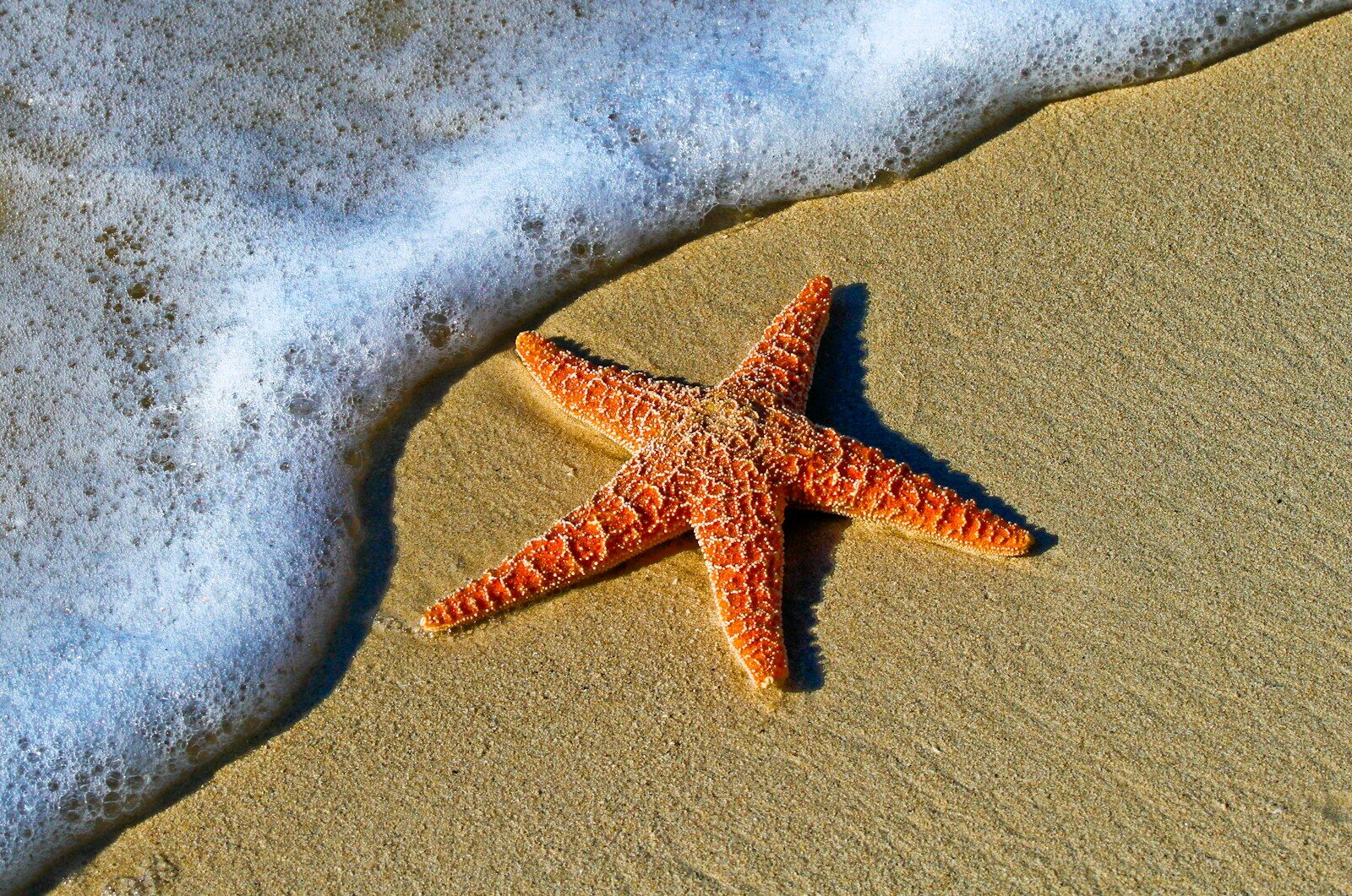 Photo by Pedro Lastra closeup photo of red star fish beside seashore