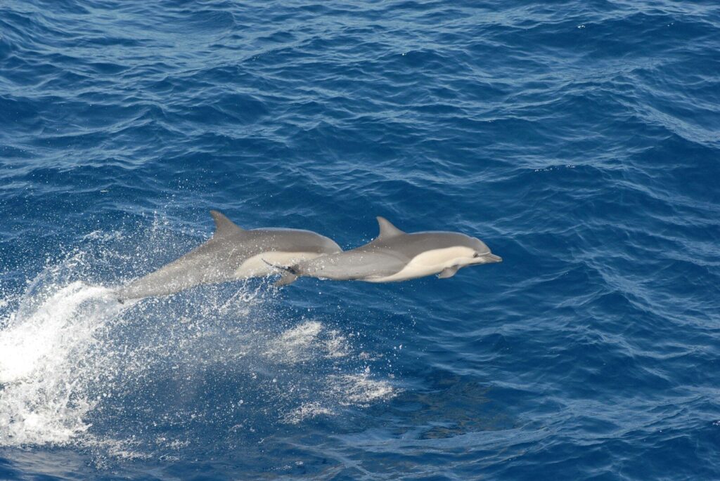 Find the Best Dolphin Cruise Myrtle Beach: A Guide to Enjoying the Experience 11 two dolphins in sea