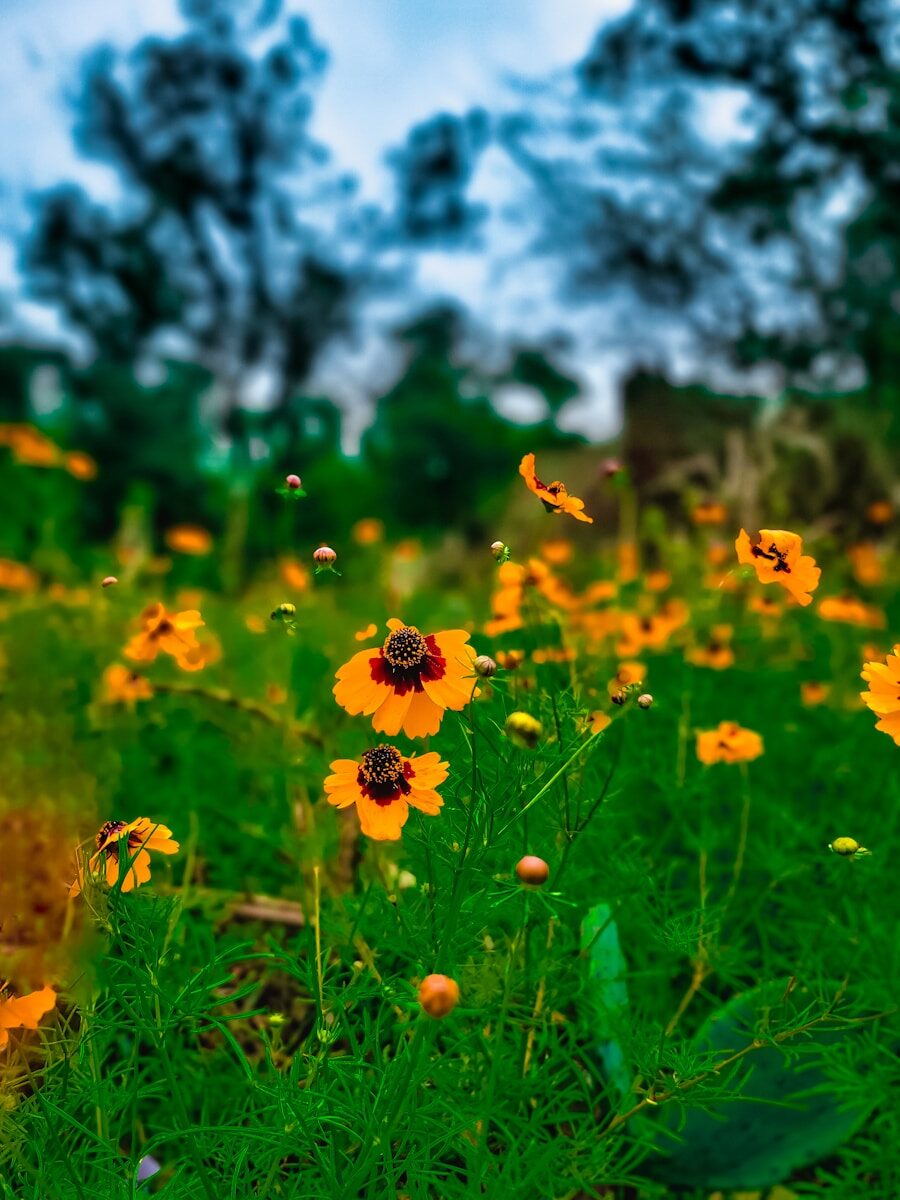 Photo by Elyas Cile a field full of yellow flowers with a blue sky in the background