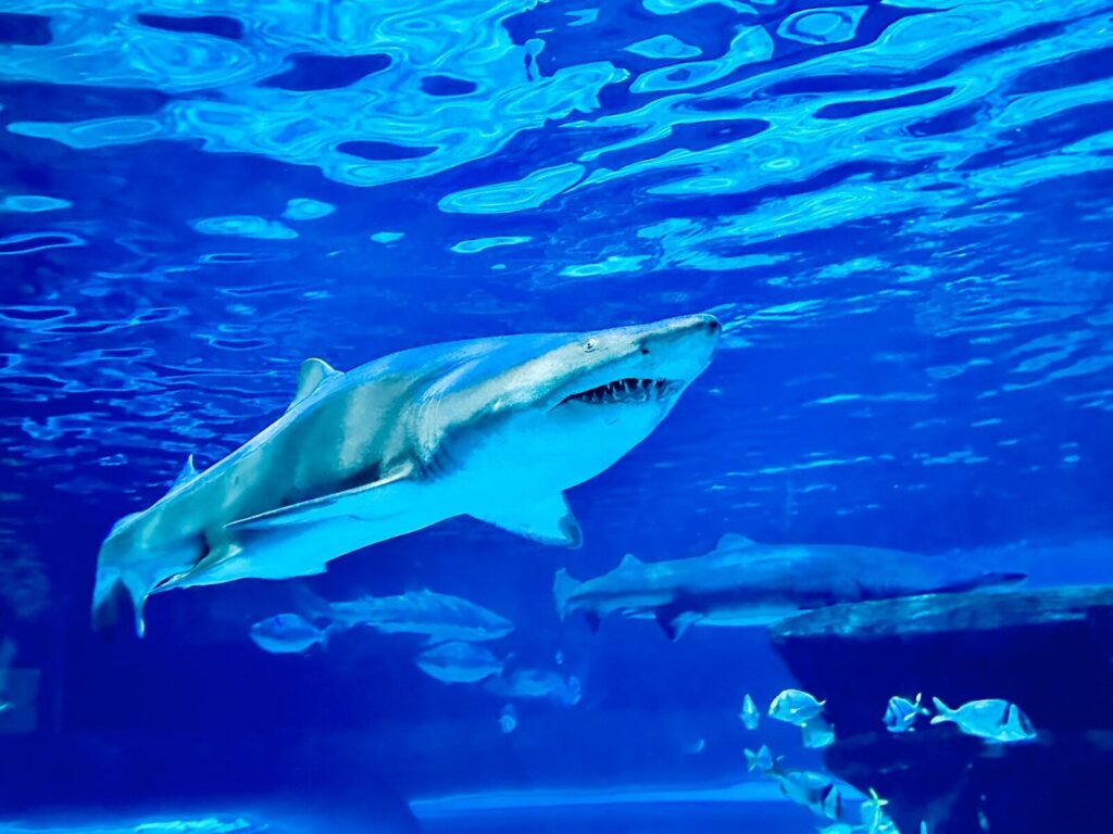 a shark swimming in an aquarium with blue water